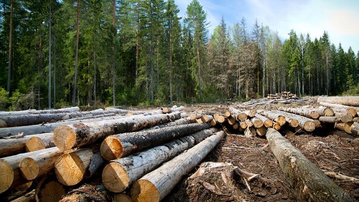 burns forestry graphic